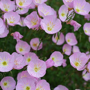 yhz qULcL~\E yCObVK[fz