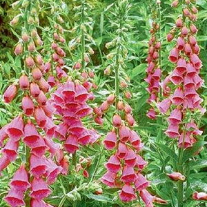 yԒdz WM^X glVXitHbNXO[uj yCObVK[fz