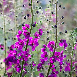 yhz o[oXJ rIb^yCObVK[fz