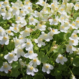 【多年草】シンバラリア パリダアルビフローラ【グランドカバー】