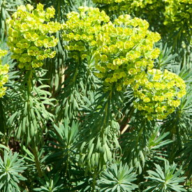 【多年草】 ユーフォルビア ウルフェニー 【イングリッシュガーデン】