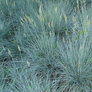 yhz OX tFXcJ OEJ yCObVK[fz