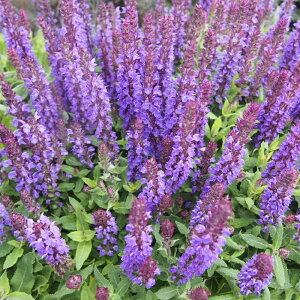 yNzTrA l[T Jhi yCObVK[fz