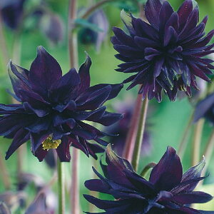 yhz ANCMA ubNo[ iI_}LjyCObVK[fz