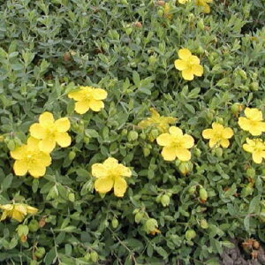 70以上 ヒペリカム ピンク 苗 9284 ヒペリカム ピンク 苗 Berkah Picture Gprsc