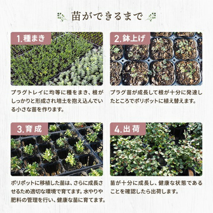 楽天市場】【多年草】 クラリーセージ （サルビア スクラレア 