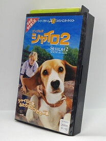 楽天市場 ビーグル犬 シャイロの通販