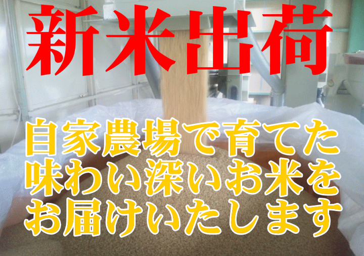 楽天市場】【石川県産 米 20kg】令和6年産ゆめみづほ白米20kg