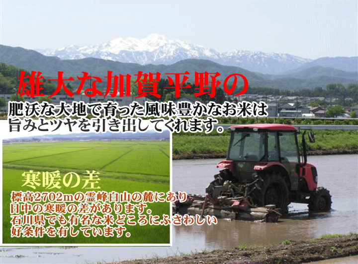 楽天市場】【石川県産 米 20kg】令和6年産ゆめみづほ白米20kg