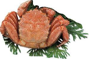送料無料 「北海道オホーツク海産 ボイル毛がに 特大1尾(約650g)」 ギフト カニ 蟹 かに 毛蟹 毛がに けがに 毛ガニ 海鮮 海産物 冷凍 北海道 毛蟹 ギフト