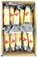 北海道 とうもろこし 30本 送料無料 北海道産 白とうもろこし 真空パック入 ホワイトショコラ スイートコ…