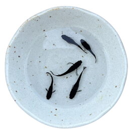 送料無料　オロチ　めだか　成魚　目高　メダカ　黒　ランダム　5匹