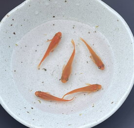 大きな養魚所の大きな池で元気に育っている楊貴妃です　成魚　5匹　オスメスバランスよくお選びします