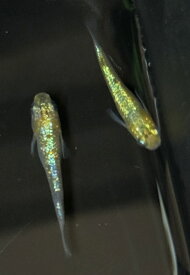 月の響 1ペア 成魚 めだか メダカ アクアリウム 高級 目高 ラメ 水槽 死着保障なし 産卵確認済み 屋外飼育