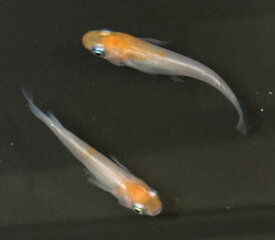 小町 めだか メダカ 改良 高級 死着保障なし 1ペア 成魚 屋外飼育 2025.2産まれ 水槽 アクアリウム