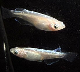 堀切めだかオリジナル 堀切城桃姫 めだか メダカ 改良 高級 死着保障なし 1ペア 成魚 屋外飼育 2025産まれ 水槽 アクアリウム