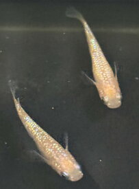 さくら めだか メダカ 改良 高級 死着保障なし 1ペア 成魚 屋外飼育 2025産まれ 水槽 アクアリウム