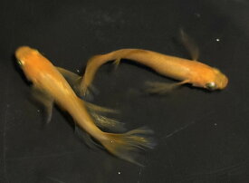 パーティードレス めだか メダカ 改良 高級 死着保障なし 1ペア 成魚 屋外飼育 2025産まれ 水槽 アクアリウム