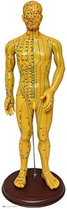 人体模型 ツボ 針灸 鍼灸経穴模型 経絡 モデル 整体 マッサージ 学習用 52.5cm 男性(男性)