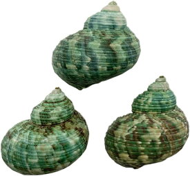 ヤドカリのおうち 宿替え用 ミドリの貝殻 3個入 Lサイズ 高さ 40-44mmS37-4( Lサイズ 高さ 40-44mm)