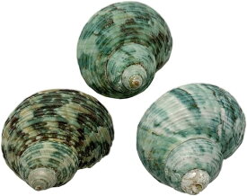 ヤドカリのおうち 宿替え用 ミドリの貝殻 3個入 Mサイズ 高さ 35-39mmS37-3( Mサイズ 高さ 35-39mm)