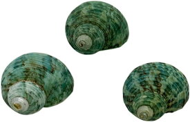 ヤドカリのおうち 宿替え用 ミドリの貝殻 3個入 XSサイズ 高さ 27-29mmS37-1( XSサイズ 高さ 27-29mm)