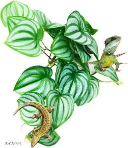 lHA ঒ރP[Wp roE  t  J JG zՕt ybgpi(XCJyy)