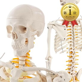 【楽天ランキング1位入賞】KIYOMARU リアルで再現性の高い1/2サイズの全身骨格模型 人体模型 骨模型 理学療法士監修 約85cm 骨格標本 骨格モデル 動かせる大関節