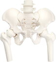【楽天ランキング1位入賞】グイッと動かせる大腿骨付きミニ骨盤模型 人体模型 骨模型 理学療法士監修 骨格標本 伸縮コ…