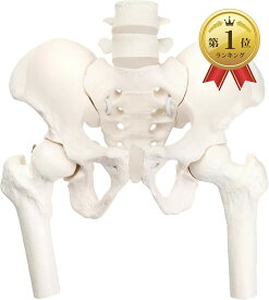 【楽天ランキング1位入賞】グイッと動かせる大腿骨付きミニ骨盤模型 人体模型 骨模型 理学療法士監修 骨格標本 伸縮コード 女性