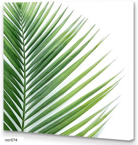 A[gpl A {^jJ W60cm H60cm A[gt[ G M[bvdグ LoX zt EH[A[g |bvA[g _A[g Ǌ| CeA (nor074)