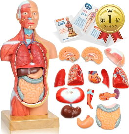 【楽天ランキング1位入賞】ソフトな質感で15分解できる卓上サイズの人体解剖模型 人体模型 おもちゃ 理学療法士監修 補助マグネット付き 日本語簡易ガイドブック