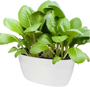 Aؔ k͔| ͔| e ʋ  v^[  vX`bN (zCg)