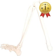 【楽天ランキング1位入賞】人体模型 下肢骨 大腿骨 脛骨 足骨 等身大 86cm ワイヤーつなぎ モデル 左足