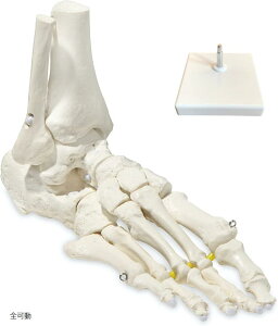 yyVLO1ʓ܁zr[ƐLтĎ݂ɓ鑫͌^ wÖ@mďC ֐ߖ͌^ l̖͌^ LkR[h ͌^ E 