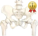 【楽天ランキング1位入賞】グイッと動かせる大腿骨付き骨盤模型 人体模型 骨模型 理学療法士監修 骨格標本 伸縮コード…