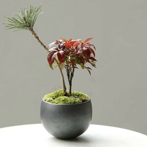 Aؔ 3 a10x7cm O[ { O͓(O[, aa9cm ő咼a10cm 7cm)