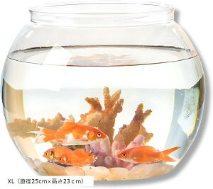  vX`bN Ȃ  ̐ L _J eE Y y  킢 CeA (Vo[, XLia25cmx23cmj)