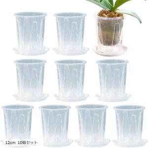 Aؔ  Mt Xbg ϗtA vX`bN v (NA, 12cm 10Zbg)