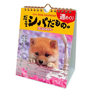 2026 J_[  ACTIVE ăVo 26ACL-566 2026N1n܂ ߘa8N ANeBuR[|[V   Ck