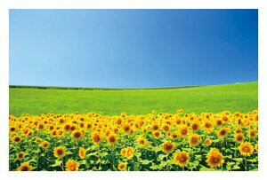  āIЂ܂蔨@u AJgE|XgJ[ĥ݁v G͂E|XgJ[h@y[OKz