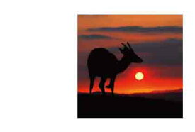 ● 帰途につく若鹿　「 アラカルト・ポストカードのみ」 絵はがき・ポストカード　【メール便OK】