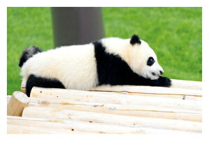  p_Iu荞݂̗Kv@G͂E|XgJ[h@y[OKz