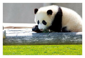  p_ÏႢ̂킩jiHjEG͂E|XgJ[h@y[OKz