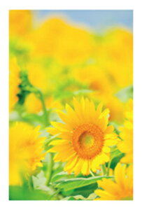  A_VA̗zЂ܂@u AJgE|XgJ[ĥ݁v G͂E|XgJ[h@y[OKz