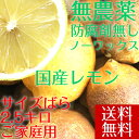 【送料無料】 冷蔵発送 【愛媛県大三島産】無農薬レモン【サイズバラ2.5キロ】 国産レモン 訳あり レモン れもん 訳あり果物 国産 無農薬 柑橘 果物 くだも...