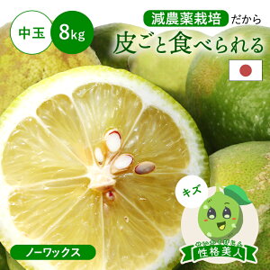 炲ƐHׂ YO[(_͔|) il(LY)  8kg  m[bNXEhܕsgp Q O  Y  Q ʕ t[c 󂠂 킯
