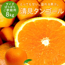 冷蔵発送 送料無料 清見タンゴール 家族想い(家庭用) サイズばら 8kg ◆ 愛媛県 大三島 お取り寄せ 国産 みかん 蜜柑 柑橘 愛媛みかん 果物 フルーツ 訳あり わけあり グルメ