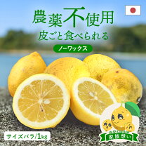 楽天市場】無 農薬 みかん 訳ありの通販 【クール便】農薬不使用レモン 加工用10kg 愛媛※北海道、東北、沖縄は発送不可