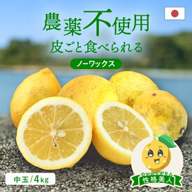 送料無料 国産島レモン(農薬不使用) 性格美人(キズ) 中玉 4kg ◆ 愛媛県 大三島 お取り寄せ 国産 みかん 蜜柑 柑橘 愛媛みかん 果物 フルーツ 訳あり わけあり グルメ